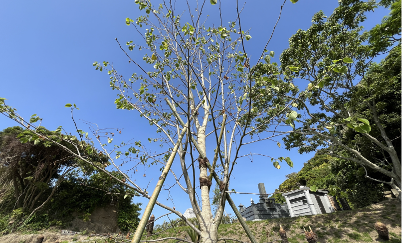 霊園中心にある菩提樹